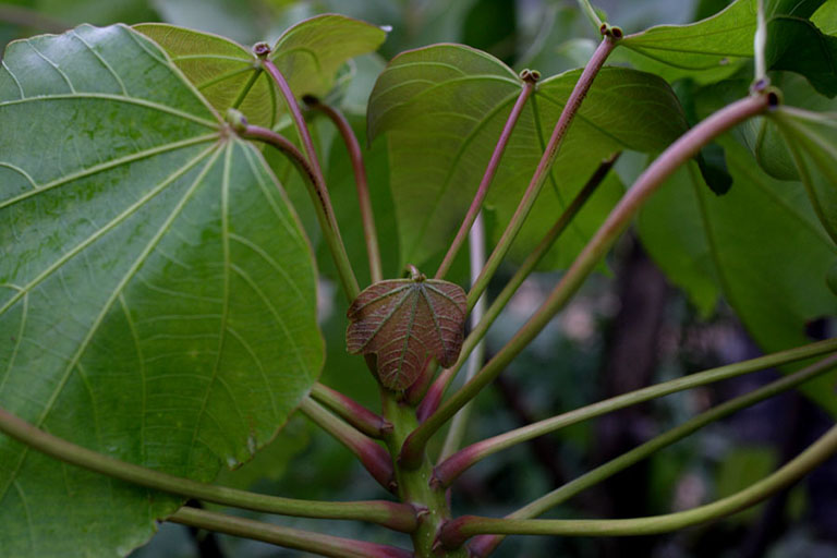 cây trẩu