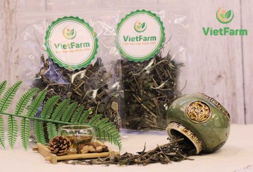 Cây xương khỉ - bìm bịp