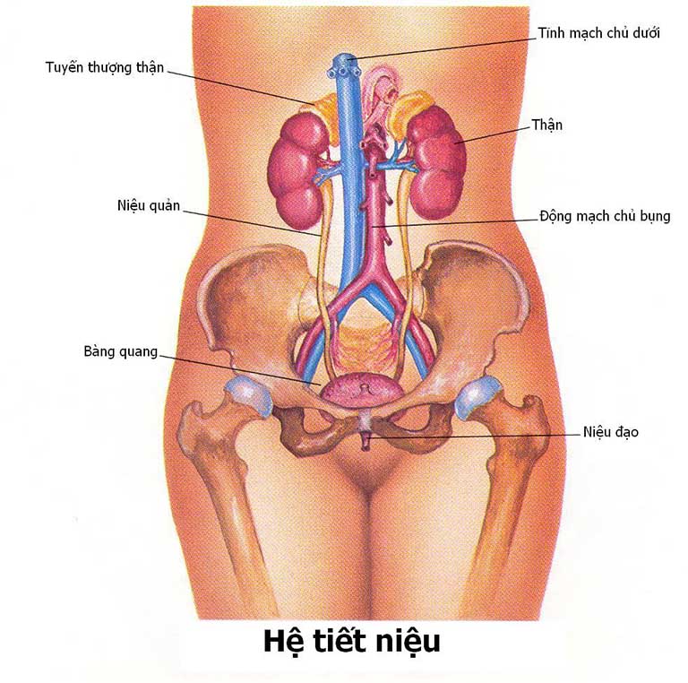 Triệu chứng viêm niệu đạo ở nữ giới