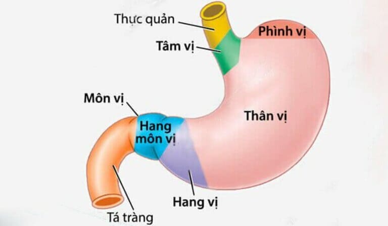 Viêm hang vị tiền môn vị là gì? 