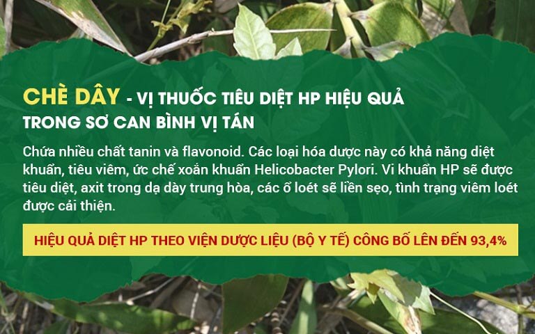 Chè dây - có khả năng ức chế, kìm hãm sự phát triển của Hp