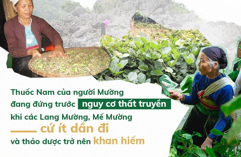 Nhiều bài thuốc Nam đứng trước nguy cơ thất truyền