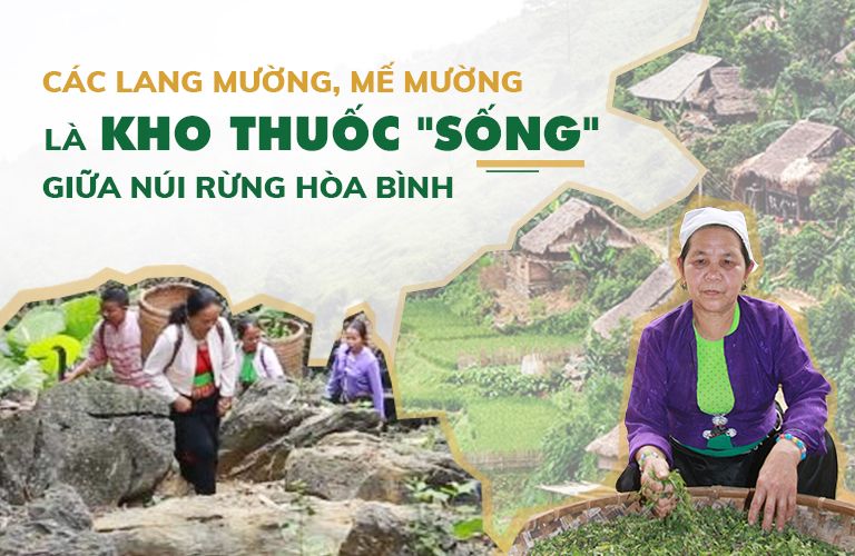 Kho thuốc Nam "sống" của người Mường Hòa Bình là các ông lang, bà mế