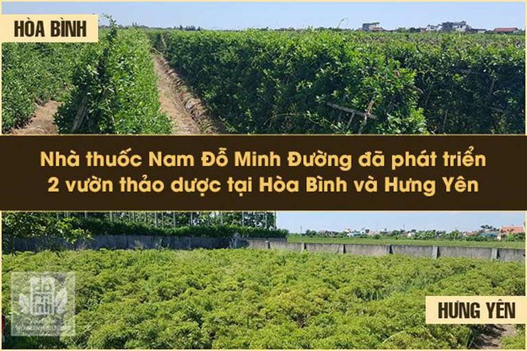 Thành phần thảo dược trong bài thuốc nam Đỗ Minh Đường đảm bảo sạch sẽ, nguồn gốc rõ ràng