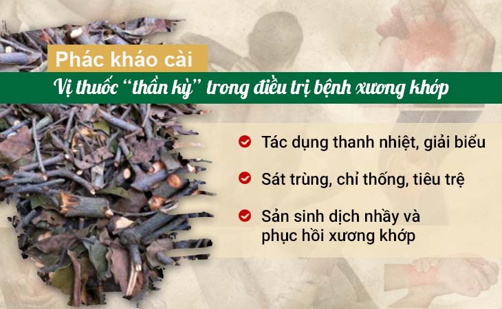 Phác kháo cài vị thuốc chữa đau xương bí truyền