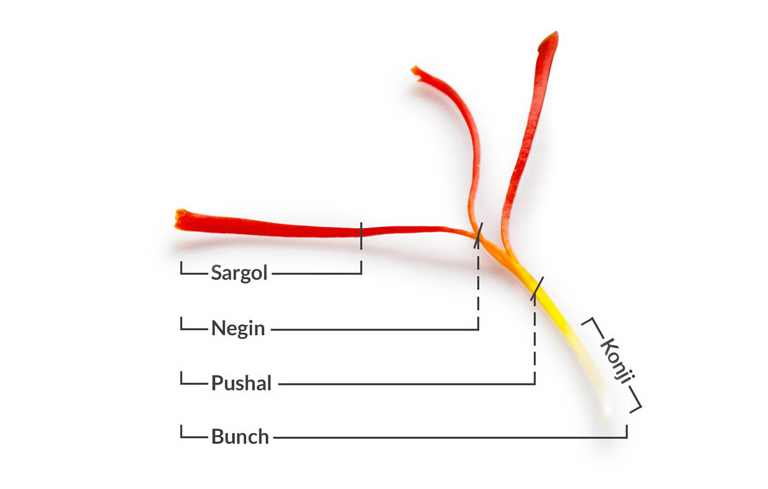 Phân loại Saffron