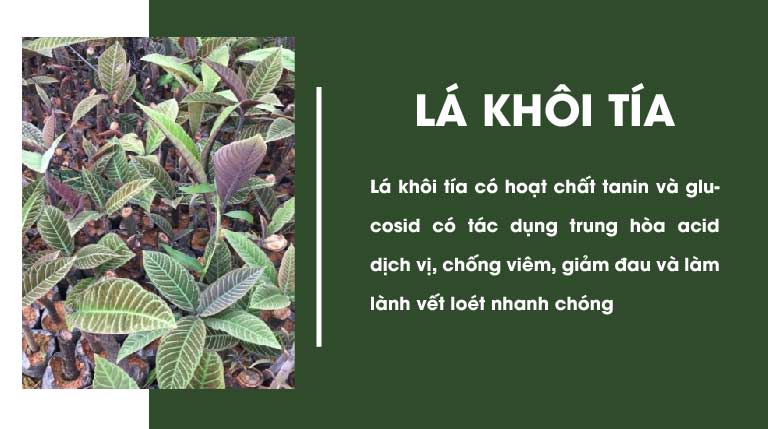 Công dụng của lá khôi tía