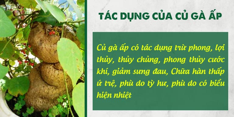 Tác dụng của củ gà ấp theo YHCT