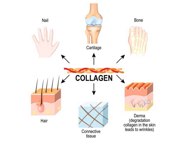 collagen có tác dụng gì