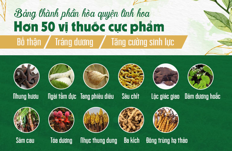 Mãnh lực Phục dương khang sở hữu bảng thành phần gồm nhiều thượng dược