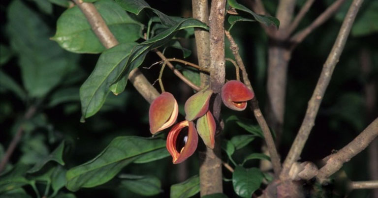 Cây Mề Gà