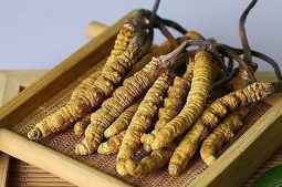 Đông trùng hạ thảo Tây Tạng giá thành rất cao