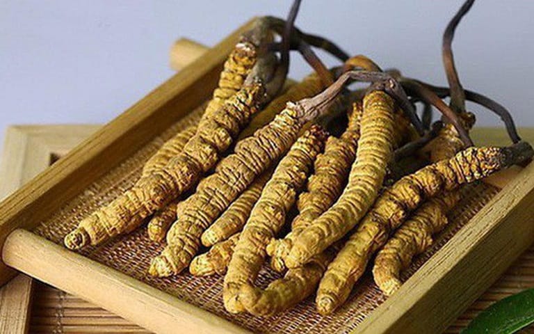 Đông trùng tây Tạng là loại quý hiếm nhất