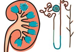 Nephron là đơn vị cấu tạo và chức năng của thận