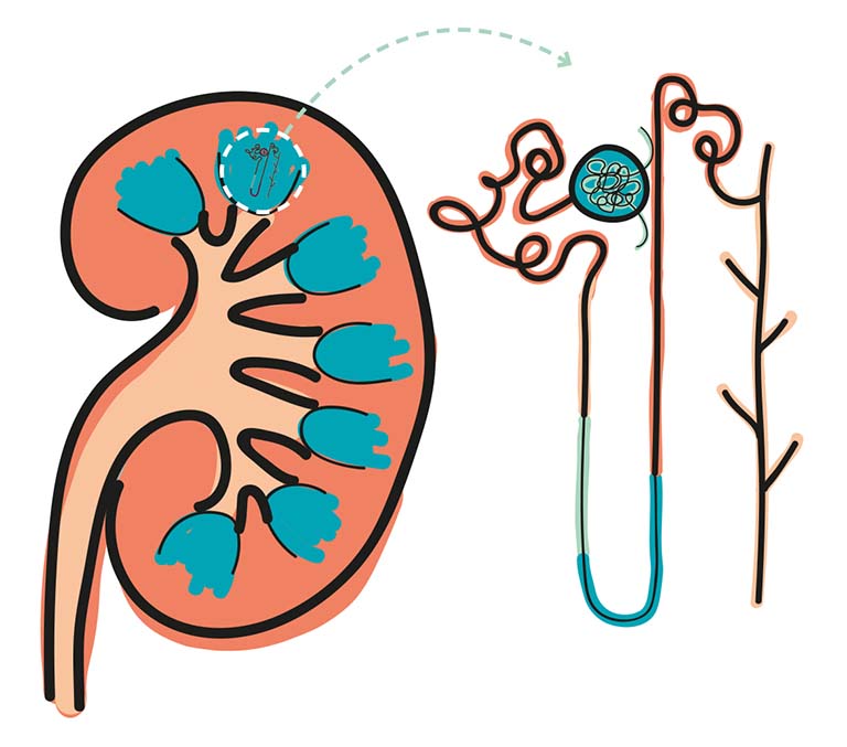 Nephron đơn vị chức năng của thận