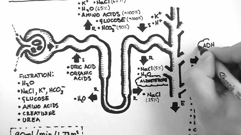 nephron đọc là gì