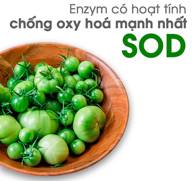 cà chua xanh chữa viêm da cơ địa