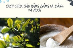 Lá bàng có thể kết hợp với muối để chữa sâu răng