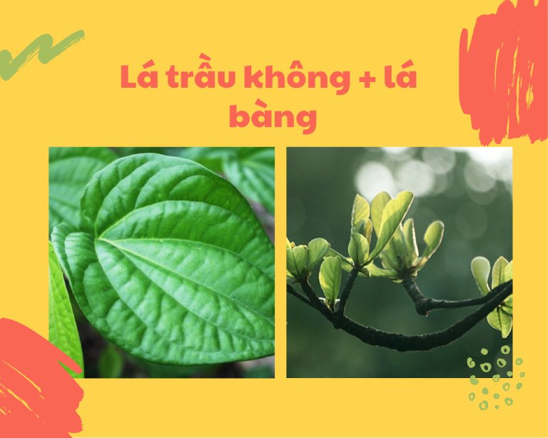 Lá trầu không có thể kế hợp với lá bàng để chữa sâu răng