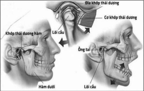 Hệ thống khớp thái dương hàm ở người trưởng thành