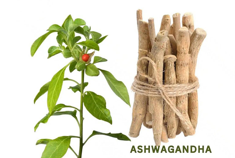 Sâm Ashwagandha