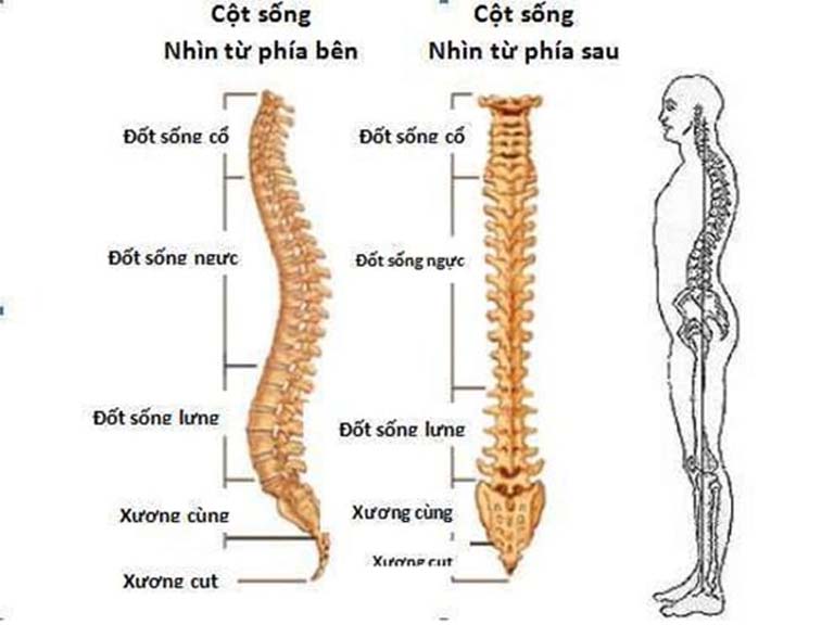 Cấu tạo xương sống