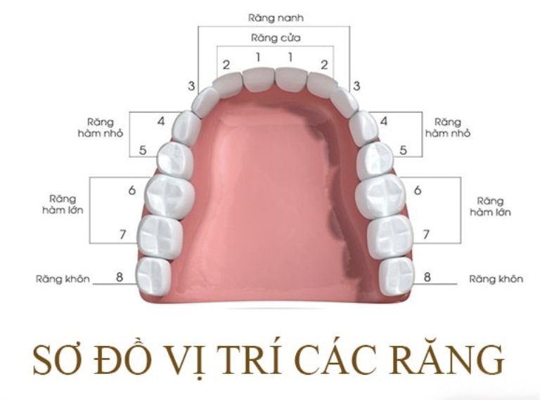 Vị trí của răng số 7 trên răng 