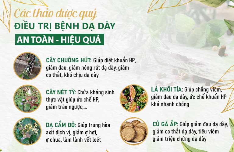 Một số thảo dược đặc biệt chỉ có trong Sơ can Bình vị tán