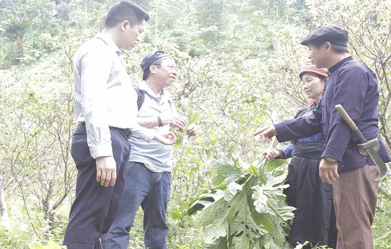 Trung tâm Thuốc dân tộc khảo sát quy hoạch và phát triển nhiều vùng dược liệu 