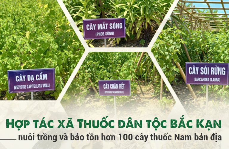 Hợp tác xã Nam dược Thuốc dân tộc hiện nuôi trồng và bảo tồn hàng trăm cây thuốc quý