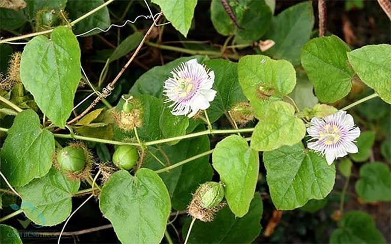 lạc tiên Passiflora foetida L