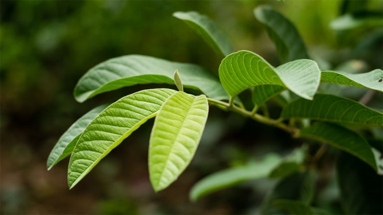 chữa chàm bằng lá ổi