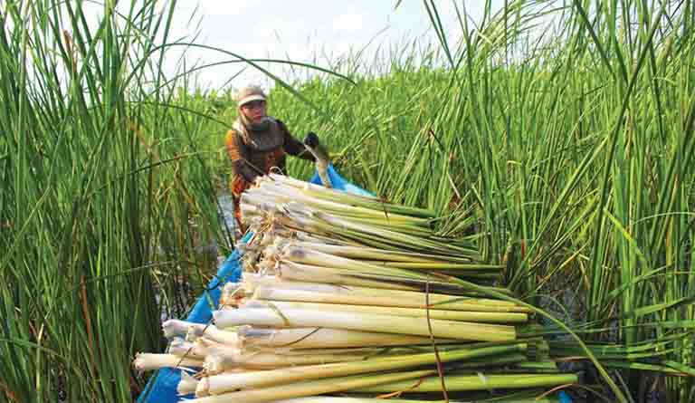 Bồn bồn chữa bệnh