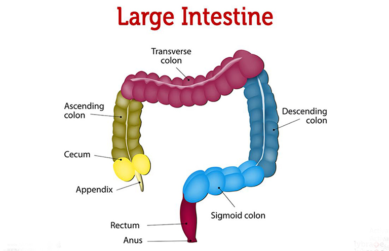 Hình ảnh cấu tạo của đại tràng