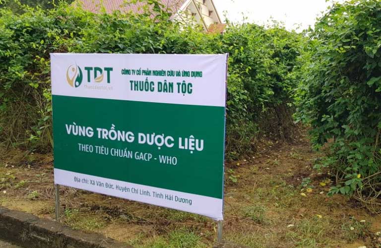 Vùng trồng dược liệu đạt chuẩn GACP- WHO