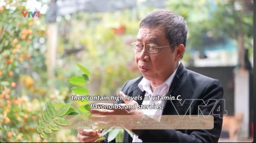 VTV4| Tinh hoa thuốc Nam: Lá khế - Bài thuốc dân gian chữa mề đay, mẩn ngứa
