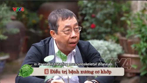 VTV4| Tinh hoa Thuốc Nam: Cách chữa đau xương cơ khớp bằng lá lốt