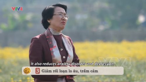 VTV4| Tinh hoa thuốc Nam: Cúc chi - Dược liệu vàng chữa mất ngủ
