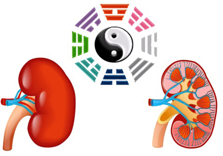 Khi Tỳ Thận dương hư, con người dễ rơi vào trạng thái mệt mỏi, suy nhược, bệnh mãn tính