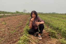 Bác sĩ Tuyết Lan trực tiếp nếm thử dược liệu tại vùng trồng