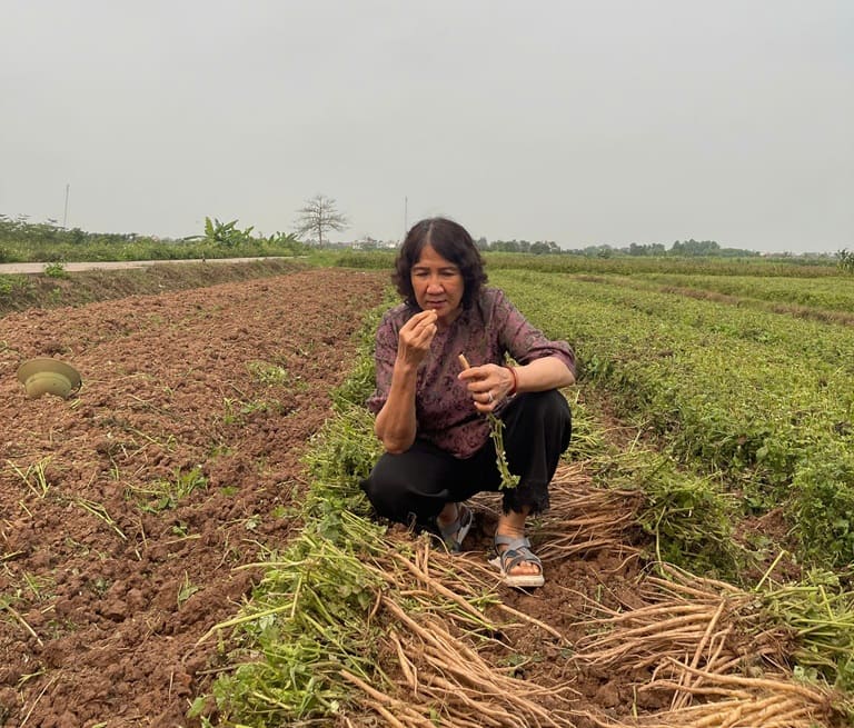 Bác sĩ Tuyết Lan trực tiếp nếm thử dược liệu tại vùng trồng Bác sĩ Tuyết Lan trực tiếp nếm thử dược liệu tại vùng trồng