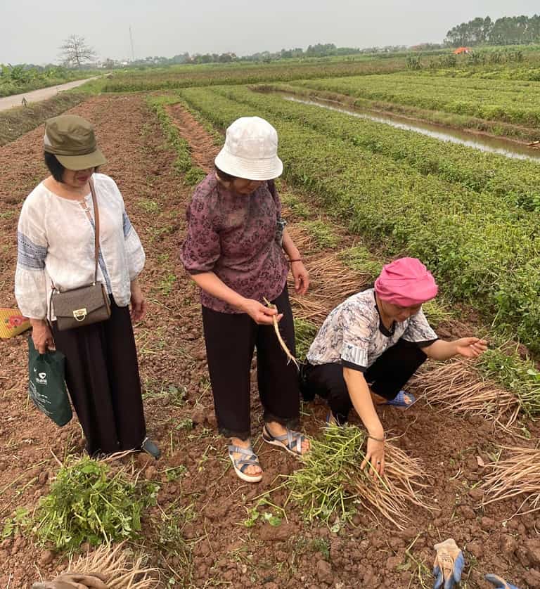 Từng vị thuốc đều được kiểm tra để đảm bảo thu hái đúng độ Từng vị thuốc đều được kiểm tra để đảm bảo thu hái đúng độ