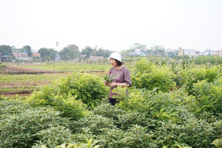 Bác sĩ Tuyết Lan tại vùng dược liệu của đối tác ANVY Bác sĩ Tuyết Lan có mặt tại vùng dược liệu của đối tác ANVY