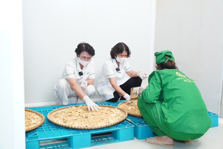 Buổi khảo sát, làm việc tại nhà máy dược liệu Bông Sen Vàng là điểm nhấn quan trọng trong hành trình chuẩn hóa chặt chẽ chất lượng dược liệu tại Trung tâm